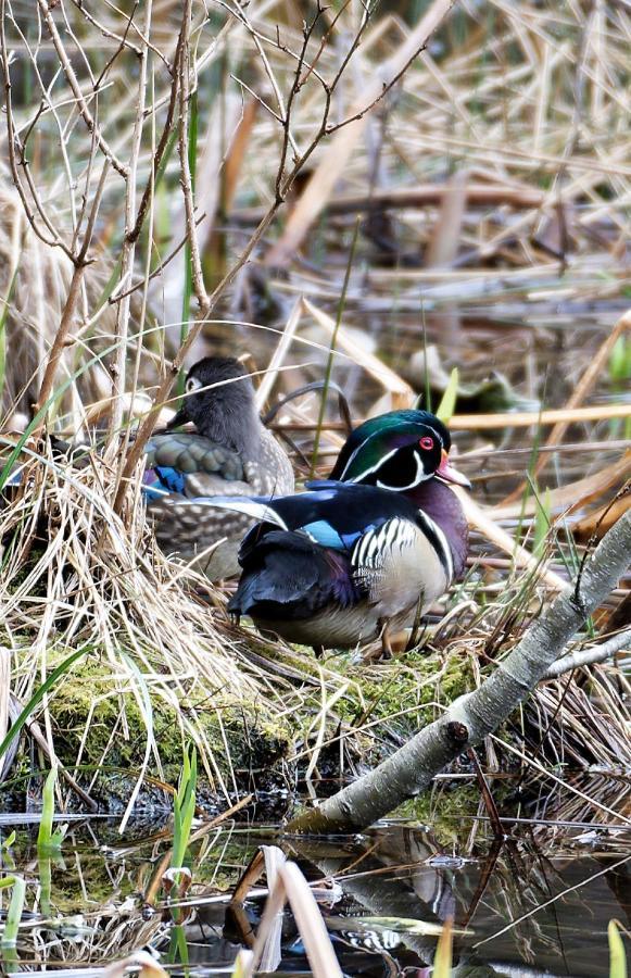 Otter'S Pond Bed And Breakfast Eastsound Exteriér fotografie