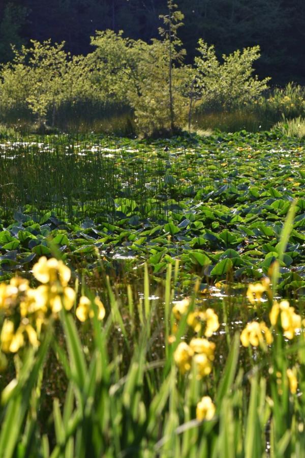 Otter'S Pond Bed And Breakfast Eastsound Exteriér fotografie