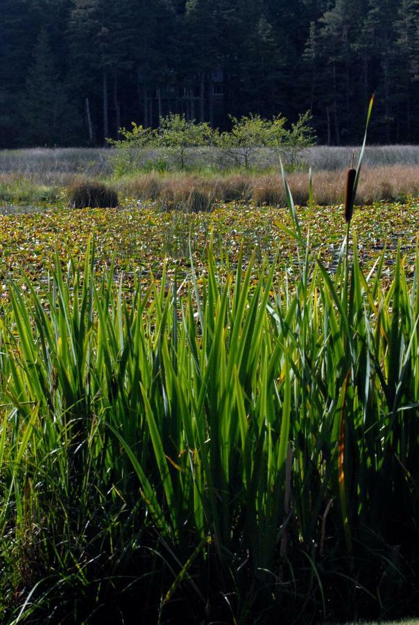 Otter'S Pond Bed And Breakfast Eastsound Exteriér fotografie