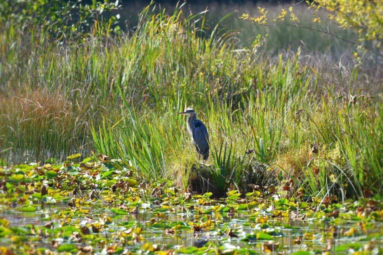 Otter'S Pond Bed And Breakfast Eastsound Exteriér fotografie